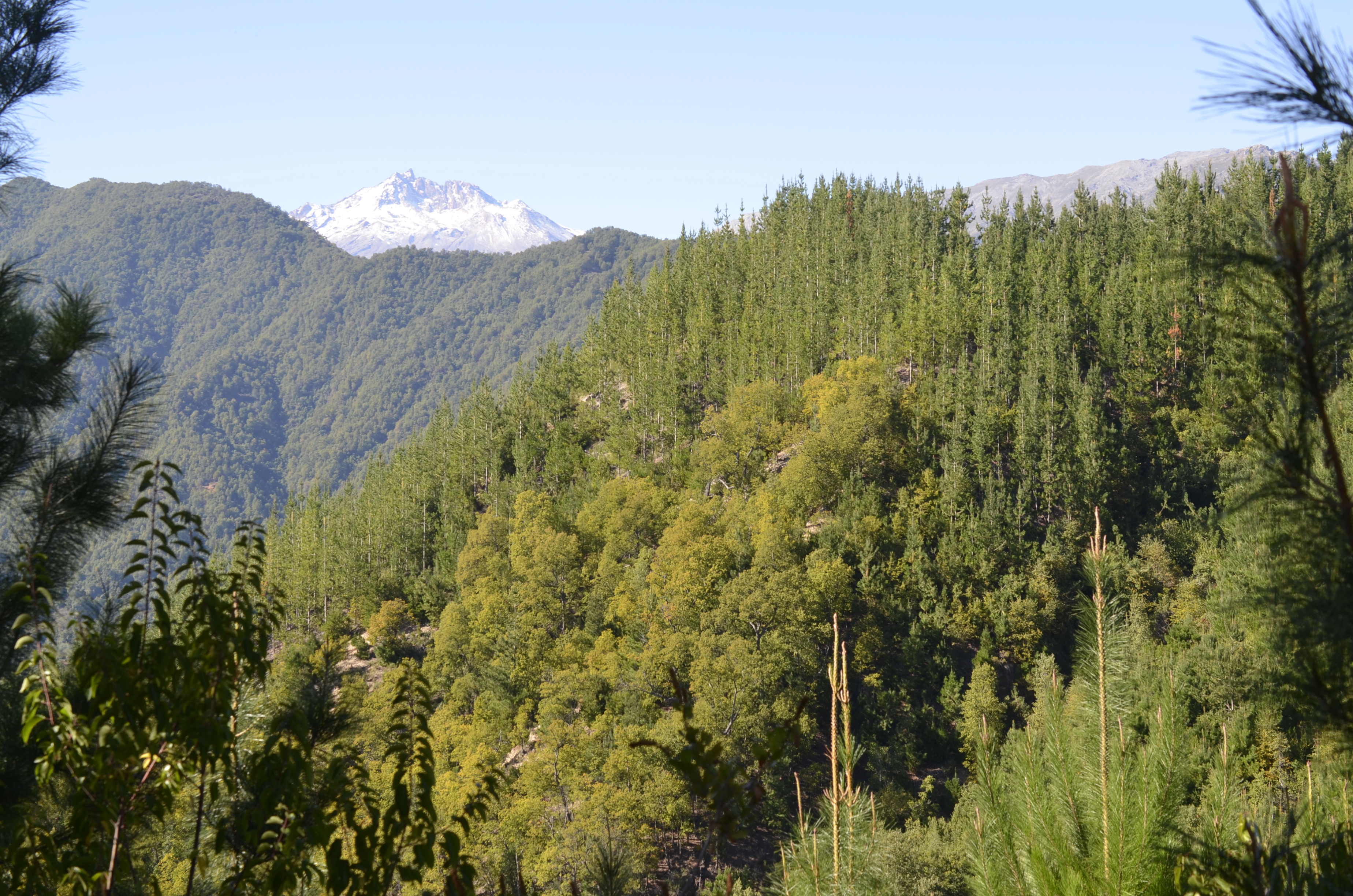 Foresta certificata FSC®