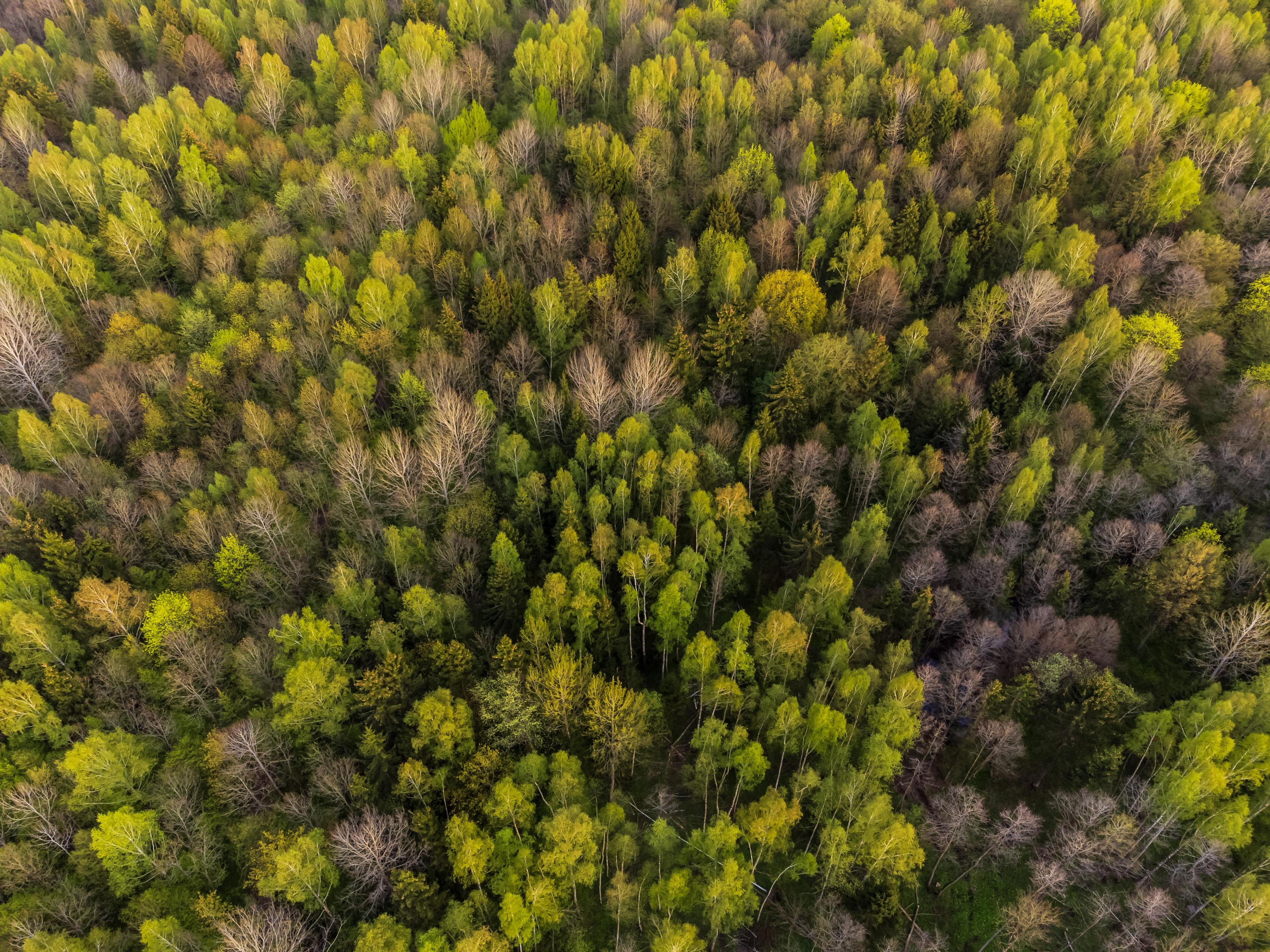 Foresta certificata FSC®